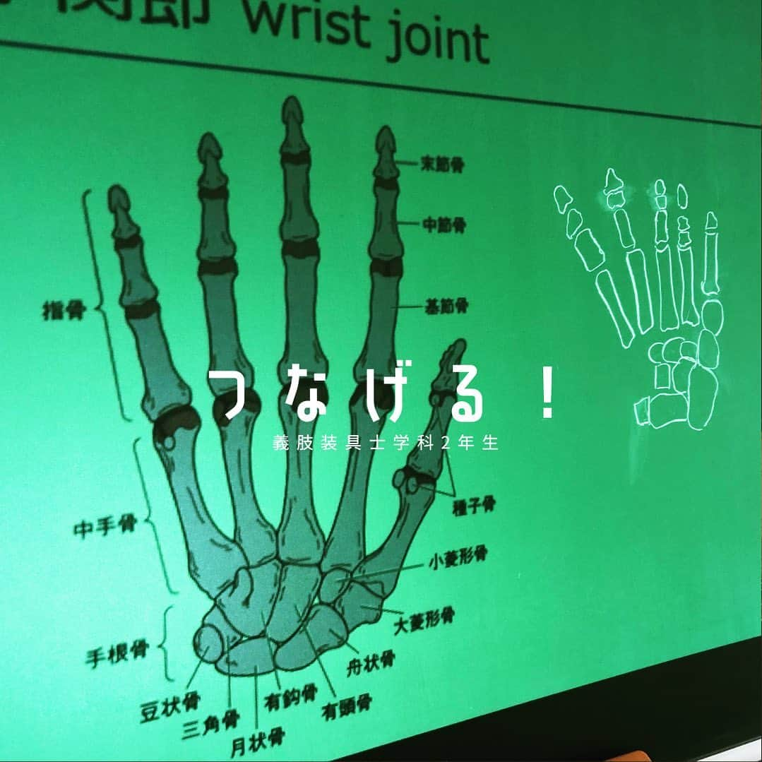 はいてくPOのインスタグラム：「北海道ハイテク 義肢装具士学科2年生 機能解剖Ⅲ  17期生は2年生になりました！ 手部の骨配列🦴を絵しりとりで復習✏️  あれ？ 数合ってますか？  #北海道ハイテク #義肢装具士学科 #義肢装具士 #絵しりとり #意外と難しい #工藤のニ骨」