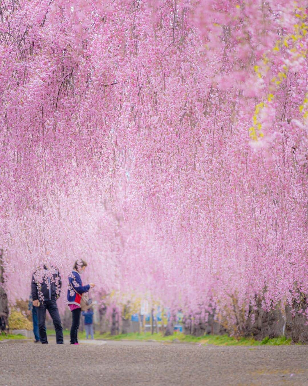 旅行メディア・じゃらん〈公式〉さんのインスタグラム写真 - (旅行メディア・じゃらん〈公式〉Instagram)「#日中線のしだれ桜 約3㎞に渡り約1000本のしだれ桜が立ち並ぶスポット。 通りには、桜のトンネルのようになっている壮観な場所や、かつて日中線を走っていたSLが展示されている人気のスポットもあります。 . . ━━━━━━━━━━━━━━━ 📍 福島県「日中線のしだれ桜」 📷 @niga713 📅 2022.04 ━━━━━━━━━━━━━━━ . . 素敵なお写真をありがとうございました┈✈︎ . . ☑ お出かけの際には、新型コロナウイルス感染症拡大の防止にご協力をお願いいたします。 ☑ あらかじめ最新情報をご確認の上、お出かけください。 ☑ #jalan_travel をつけて、ぜひ今までの旅行先の思い出写真を投稿してください。このアカウントでご紹介させていただきます。(じゃらんニュースでも紹介される可能性があります） . . . . . . #いつか行きたい #じゃらん #観光 #観光地 #観光スポット #旅行 #旅行好きな人と繋がりたい #旅行好き #japantravelphoto #japantrip #japantravel #国内旅行 #絶景 #絶景スポット #誰かに見せたい景色 #誰かに見せたい風景 #福島 #福島観光 #福島旅行 #fukushima #sakura #桜」4月15日 17時00分 - jalan_net