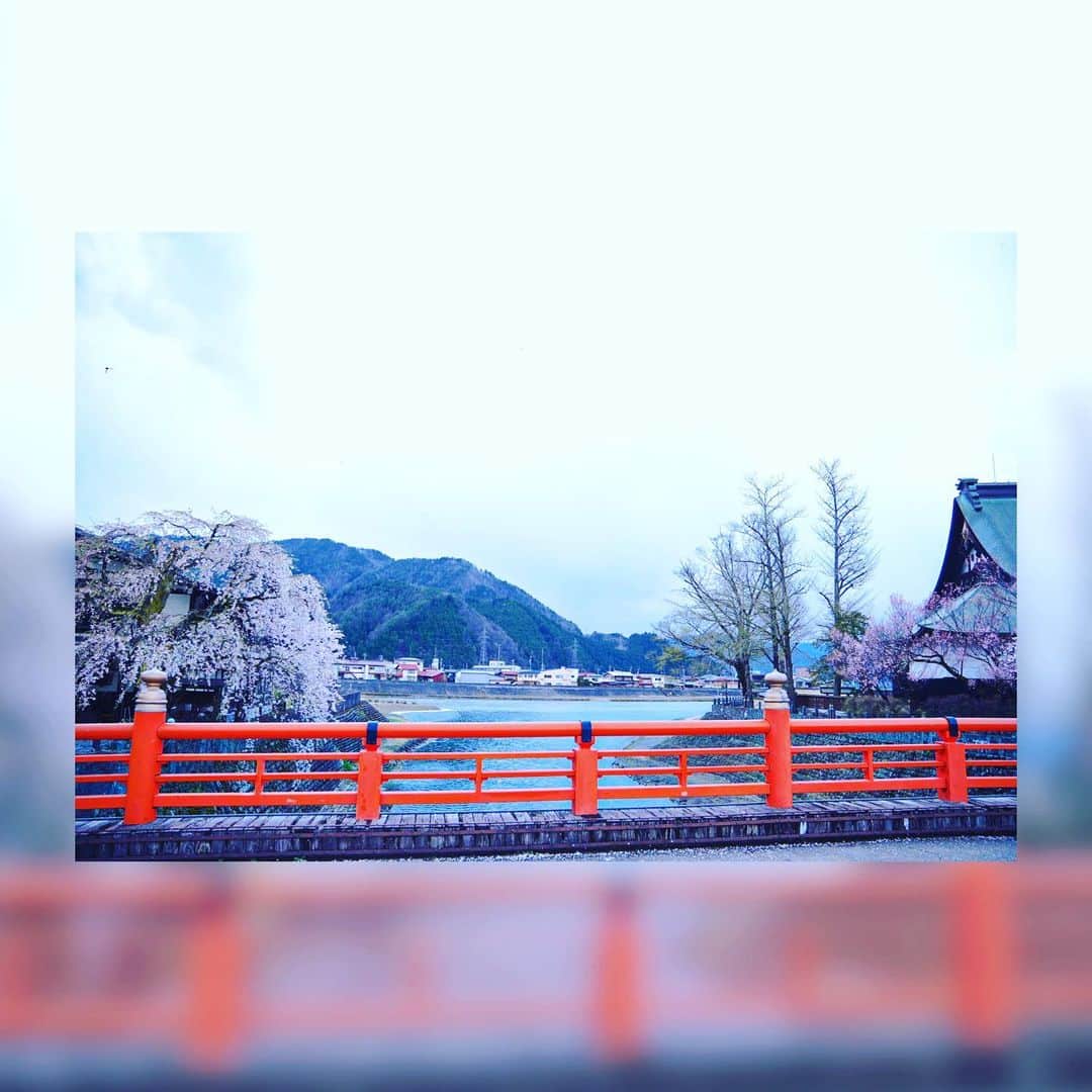 永田薫さんのインスタグラム写真 - (永田薫Instagram)「今年の撮影した桜 1、2枚目・・・飛騨市、御所桜 本当なら水面に反射するのですがこの日は雪が降っててその模様が撮影できなかったけど、雪と桜というなかなか見られない組み合わせで撮影できたのでこれはこれで良かった✌🏼  3枚目・・・飛騨古川、今宮橋 飛騨古川の街中にある桜。定番のフォトスポットでとてもキレイでGOODでした！👍🏼  4枚目・・・飛騨市神岡、夜桜夜市 この日は夜桜夜市が行われており、桜がライトアップしていました！🌸 桜も楽しみ、夜市も楽しみ春の夜のひと時を過ごせました！  5枚目・・・岐阜市 伊奈波通り 伊奈波通りの桜もライトアップしていて初めて写真撮りに行きました！ この日はぎふ道三まつりも開催されており、神輿と桜の組み合わせも良かったです！  6枚目・・・本巣市 淡墨桜 樹齢1500年の桜の定番スポット。 こちらも初めて行きました！ 駐車場から200m程登ると大きくこの桜がどっしりと構えており存在感がすごかった！  どの桜もすごくて次はまた別の名所の桜も撮りに行こうと思います。  #岐阜市 #岐阜市プロモーション大使  #飛騨市  #飛騨市観光プロモーション大使  #桜  #神岡桜物語2023  #飛騨神岡  #桜スポット  #淡墨桜」4月15日 17時16分 - kaoru_nagata1006