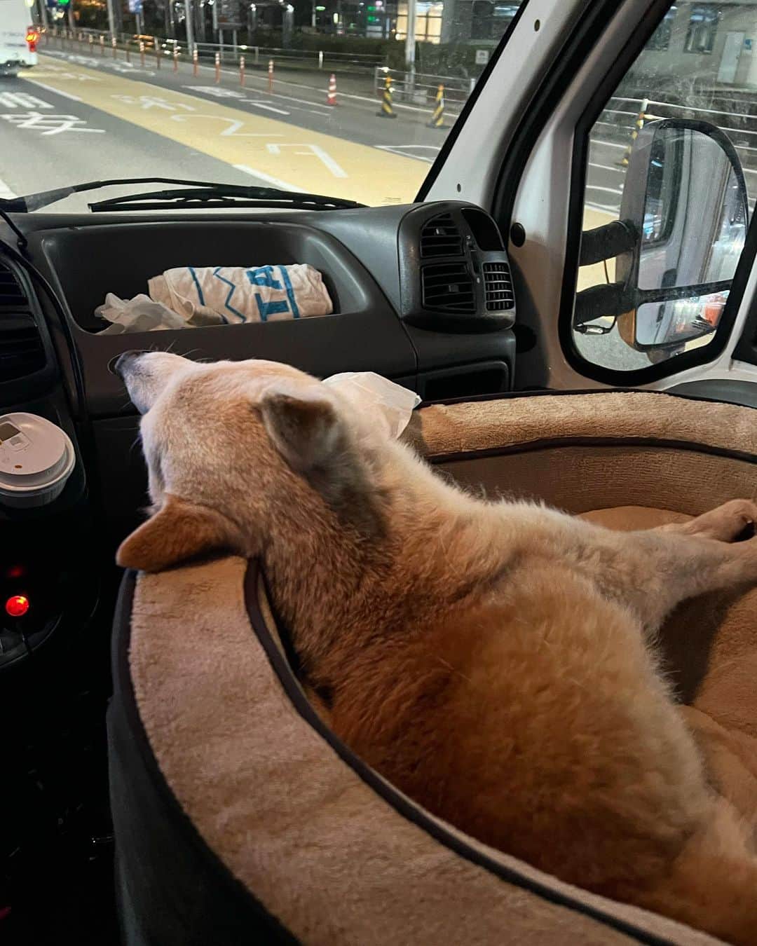 柴犬リリコのインスタグラム：「リリコの必死の訴えに異変を感じたパパは、一刻も早くママ達に会わせようと、キャンピングカーで羽田空港までリリコを連れて来てくれました。  ほんの数時間前まではワンワン何かを訴えていたのに、もうこの時には頭を持ち上げる事が出来なくなっていました…  家に着いてからは、みんなに囲まれて安心したのか、とっても穏やかな表情になり、白内障で見えていないはずの目なのに、ずっとアイコンタクトをしていました。」