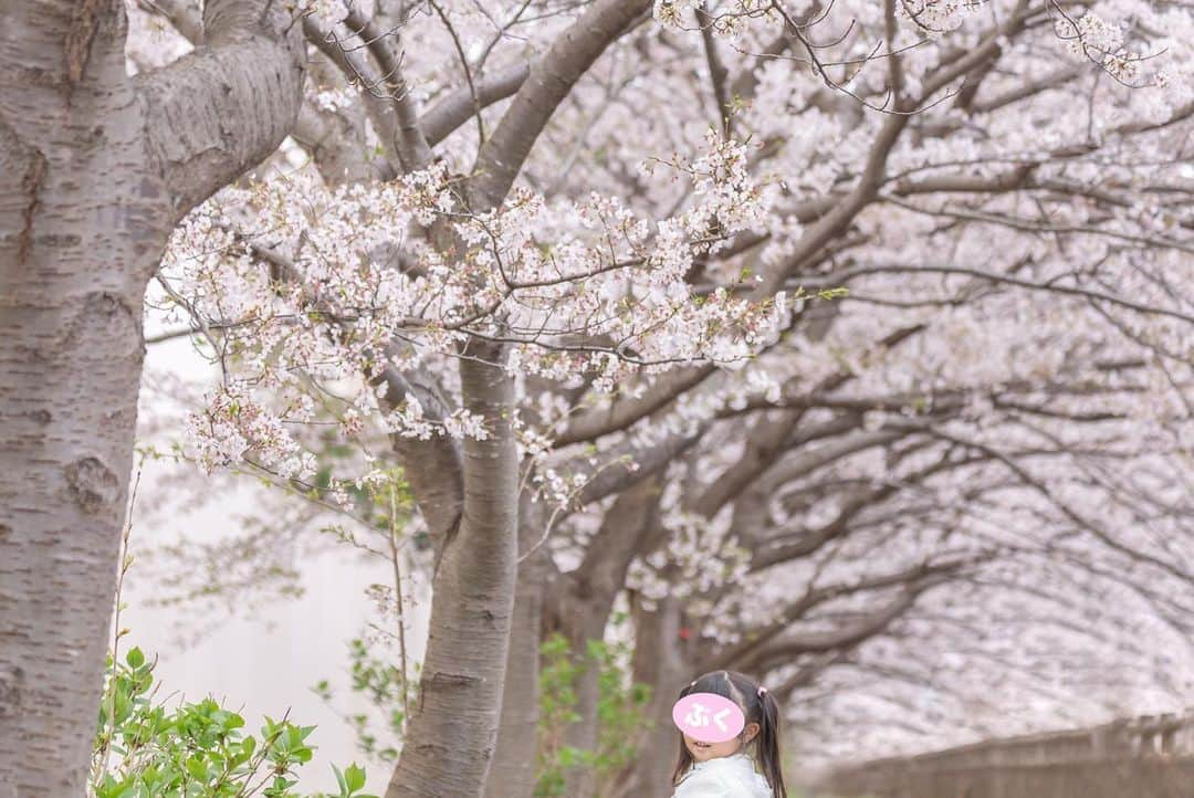 あつろーさんのインスタグラム写真 - (あつろーInstagram)「ぷくちゃんの入園記念でいつもお世話になっている松川さんに今回も撮影して頂きました🙇‍♂️✨ @ties.photography  ありがとうございます！！ いつも和やかな雰囲気で撮影してくださって、 ぷくえるのいい表情を引き出してくださる素敵なカメラマンさんです☺️ ぷくちゃんは妖精の様で僕は終始デレデレでした笑 えるくんとはオーバーオールでお揃いです😊 最近のぷくえるはひろと僕の顔に1人ずつ似てきてとても微笑ましいです♪ 好きな人に似ている子と毎日一緒に入れてとても幸せです✨ ぷくちゃんは無事幼稚園に入園し、最初は不安でしたが毎日楽しそうに幼稚園に通っています☺️  また更新しまーす👋 #桜満開 #入園おめでとう」4月15日 17時28分 - atsu6u