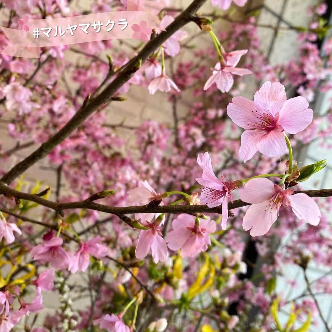 poroco（ポロコ）さんのインスタグラム写真 - (poroco（ポロコ）Instagram)「「#マルヤマサクラ」ハッシュタグ企画にたくさんの投稿ありがとうございます✨  ハッシュタグ企画は5/20まで継続中ですので、ぜひお付き合いくださいませ😊✨ 円山エリアで撮影した”桜色のもの”を写した画像をインスタグラムに投稿し、 #マルヤマサクラとハッシュタグをつけて頂ければOKです。 屋内外問わず、お出かけして桜色の何かを見つけてくださいね！  さて！今日は、 @suu.my.aiさんのお写真をリポストさせていただきます😊 マルヤマクラス1階の桜、私も見ました！華やかなお花のディスプレイでした！  Repost from @suu.my.ai  ちょっと前、３月終わり頃の。 マルヤマクラスが１４周年で、入口がお花いーっぱいのディスプレイ🌸🌸🌸✨✨✨ とっても美しかった…💕💕💕 短い期間だったけど、買い物に行くたびずーっと見て撮って。 癒されました💕  #マルヤマクラス #マルクラの入口に、こ〜んなお花たくさんの豪華なディスプレイは、初めて見た気が👏✨ #堪能させていただきました💕  #マルクラ１４周年スタンプラリーめっちゃ楽しんでる（笑）  #マルヤマサクラ」4月15日 18時00分 - poroco_magazine