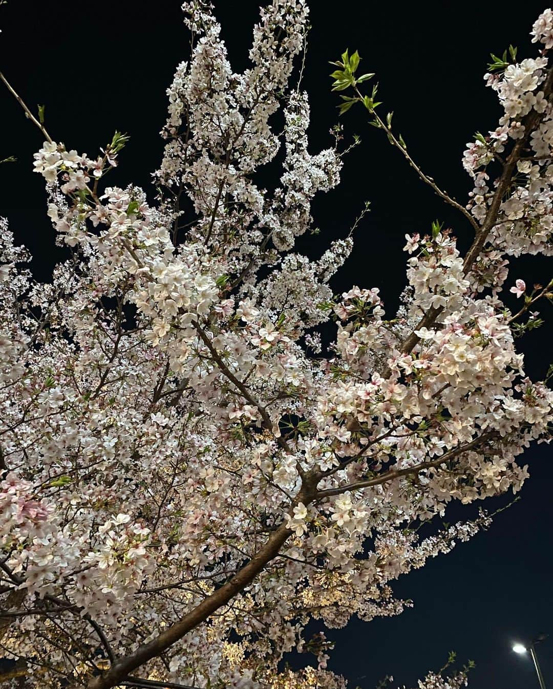 宮川紗麻亜さんのインスタグラム写真 - (宮川紗麻亜Instagram)「🌻 今年の色んな所の桜とお友達と🌸💗 今年はあんまり桜の写真が撮れなかったな… また来年🌸  #桜 #cherryblossom #벚꽃 #귀엽다 #お花 #🌸 #桜餅大好き #花より団子」4月15日 18時09分 - sunflower__summer