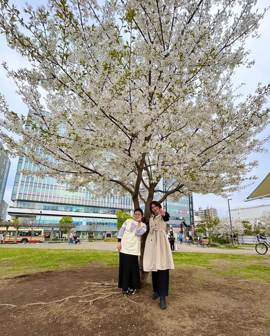 宮川紗麻亜さんのインスタグラム写真 - (宮川紗麻亜Instagram)「🌻 今年の色んな所の桜とお友達と🌸💗 今年はあんまり桜の写真が撮れなかったな… また来年🌸  #桜 #cherryblossom #벚꽃 #귀엽다 #お花 #🌸 #桜餅大好き #花より団子」4月15日 18時09分 - sunflower__summer