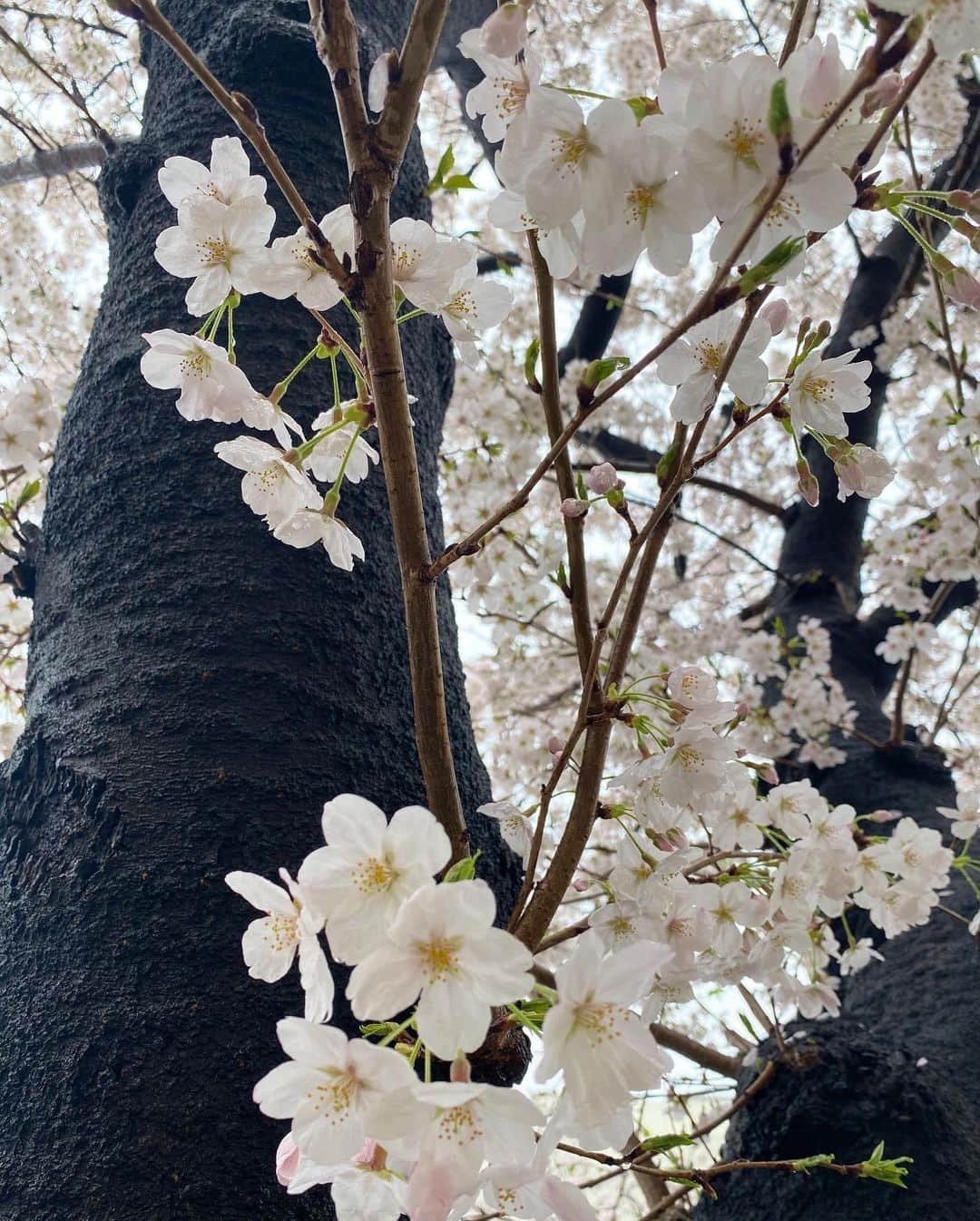 宮川紗麻亜さんのインスタグラム写真 - (宮川紗麻亜Instagram)「🌻 今年の色んな所の桜とお友達と🌸💗 今年はあんまり桜の写真が撮れなかったな… また来年🌸  #桜 #cherryblossom #벚꽃 #귀엽다 #お花 #🌸 #桜餅大好き #花より団子」4月15日 18時09分 - sunflower__summer