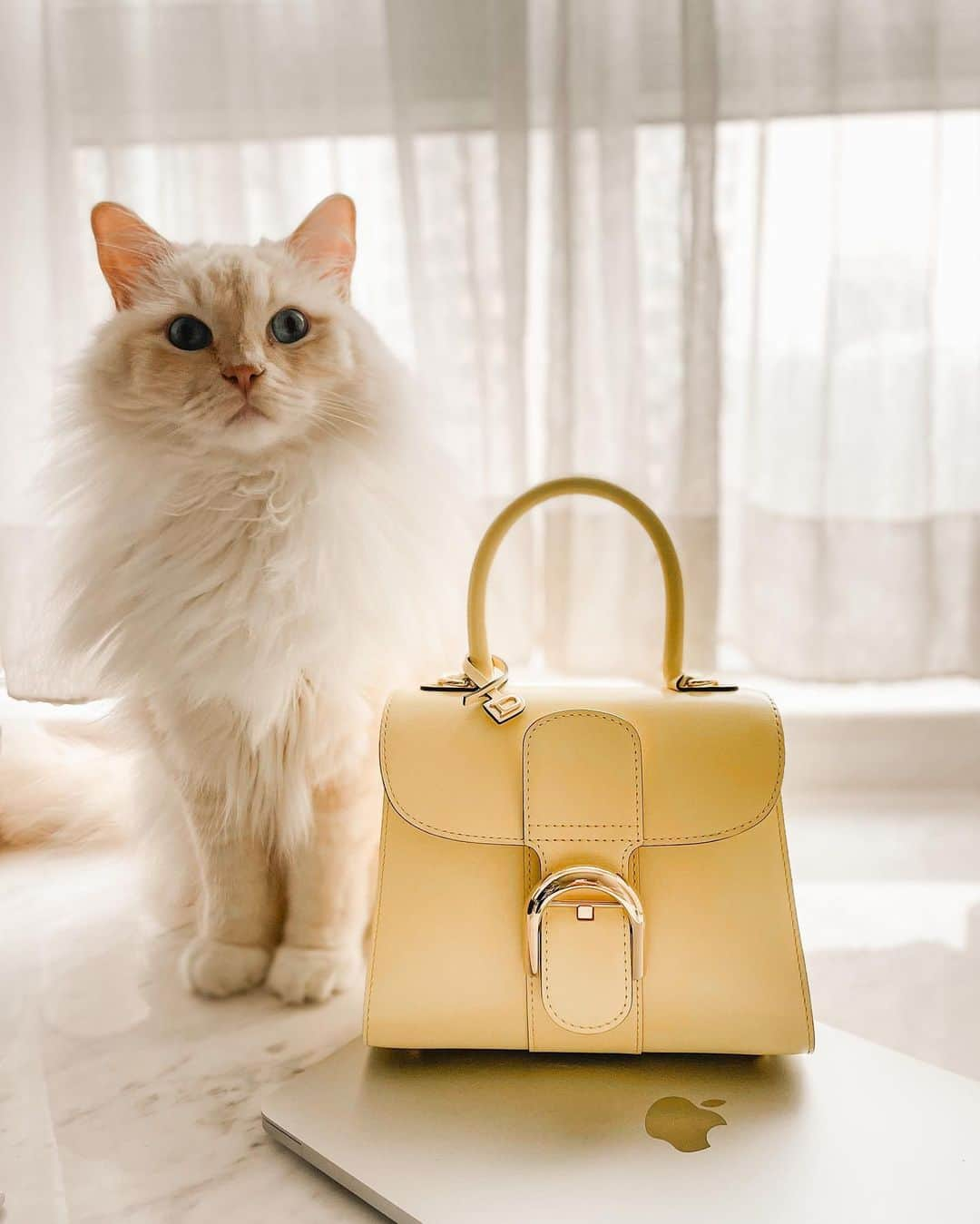 Ruby Kwanさんのインスタグラム写真 - (Ruby KwanInstagram)「Have a nice weekend. 💛   @delvaux Brillant mini box calf in sorbetto #delvaux #delvauxbrillant #delvauxss23」4月15日 18時09分 - rougecloset