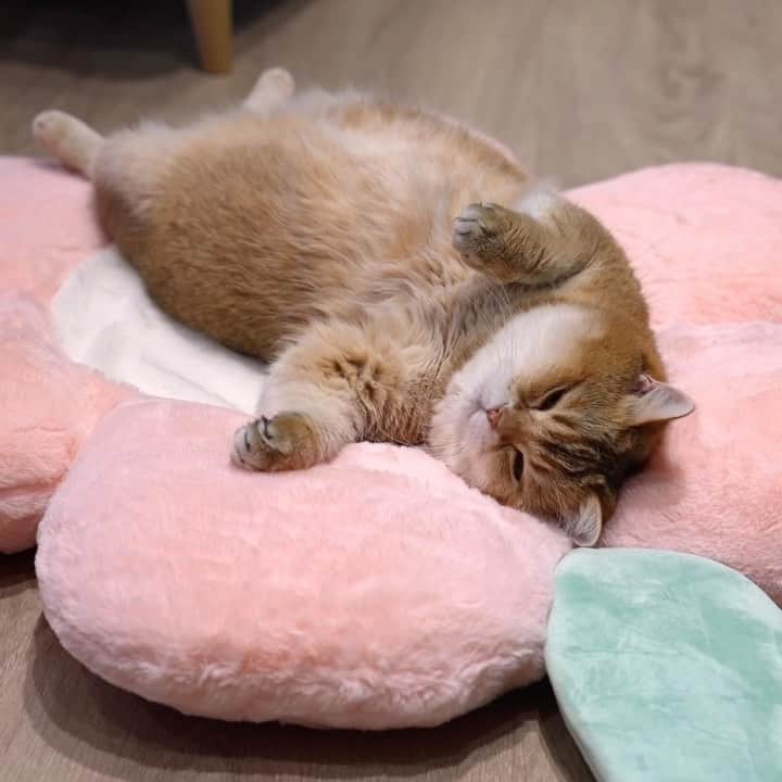 Hosicoのインスタグラム