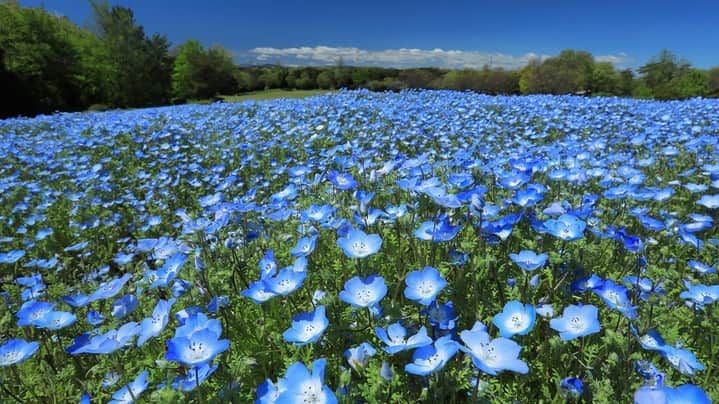 レッツエンジョイ東京さんのインスタグラム写真 - (レッツエンジョイ東京Instagram)「約70万本のアイスランドポピーが絶景👀✨  埼玉県にある「国営武蔵丘陵森林公園」では、ポピー畑が最盛期。運動広場花畑に植えられた、黄色・オレンジ・白の「アイスランドポピー」約70万本が春風に揺れる様子を楽しめます。  西口ひろば花畑では「ネモフィラ」が爽やかな青色の絨毯を広げており、こもれび花畑では豪華な花姿が美しい「ルピナス」がまもなく見頃を迎えます。  春らんまんな園内で、たくさんの花々に癒されてみてはいかが？  🌼見頃予想🌼 「アイスランドポピー」4月上旬～下旬まで 「ネモフィラ」4月上旬～ 「ルピナス」4月中旬～  🔸国営武蔵丘陵森林公園（@shinrinkoen） 📍埼玉県比企郡滑川町山田1920 🚉森林公園  #レッツエンジョイ東京 #おでかけ #おでかけスポット #花 #花の写真 #花スタグラム #花のある風景 #自然 #風景 #名所 #日本の風景　 #休日の過ごし方 #イベント #埼玉イベント #埼玉 #春 #ポピー #アイスランドポピー #ポピー畑 #ネモフィラ #ネモフィラブルー #ネモフィラ畑 #ネモフィラの丘 #ルピナス #ルピナス畑 #花畑 #はなまっぷ #森林公園 #武蔵丘陵森林公園 #国営武蔵丘陵森林公園」4月15日 19時01分 - lets_enjoytokyo