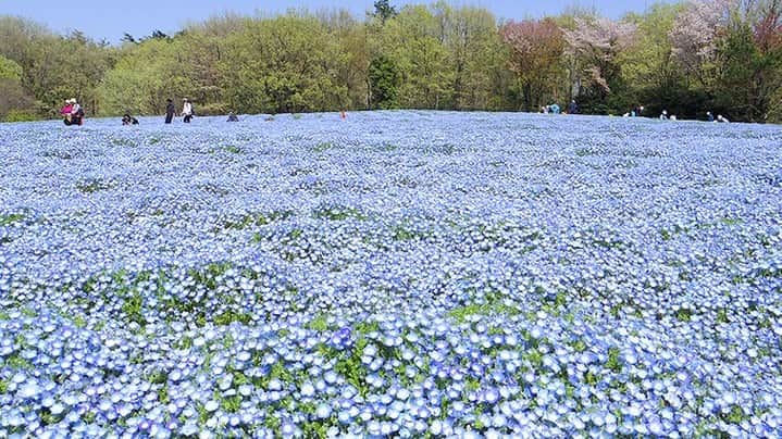 レッツエンジョイ東京さんのインスタグラム写真 - (レッツエンジョイ東京Instagram)「約70万本のアイスランドポピーが絶景👀✨  埼玉県にある「国営武蔵丘陵森林公園」では、ポピー畑が最盛期。運動広場花畑に植えられた、黄色・オレンジ・白の「アイスランドポピー」約70万本が春風に揺れる様子を楽しめます。  西口ひろば花畑では「ネモフィラ」が爽やかな青色の絨毯を広げており、こもれび花畑では豪華な花姿が美しい「ルピナス」がまもなく見頃を迎えます。  春らんまんな園内で、たくさんの花々に癒されてみてはいかが？  🌼見頃予想🌼 「アイスランドポピー」4月上旬～下旬まで 「ネモフィラ」4月上旬～ 「ルピナス」4月中旬～  🔸国営武蔵丘陵森林公園（@shinrinkoen） 📍埼玉県比企郡滑川町山田1920 🚉森林公園  #レッツエンジョイ東京 #おでかけ #おでかけスポット #花 #花の写真 #花スタグラム #花のある風景 #自然 #風景 #名所 #日本の風景　 #休日の過ごし方 #イベント #埼玉イベント #埼玉 #春 #ポピー #アイスランドポピー #ポピー畑 #ネモフィラ #ネモフィラブルー #ネモフィラ畑 #ネモフィラの丘 #ルピナス #ルピナス畑 #花畑 #はなまっぷ #森林公園 #武蔵丘陵森林公園 #国営武蔵丘陵森林公園」4月15日 19時01分 - lets_enjoytokyo