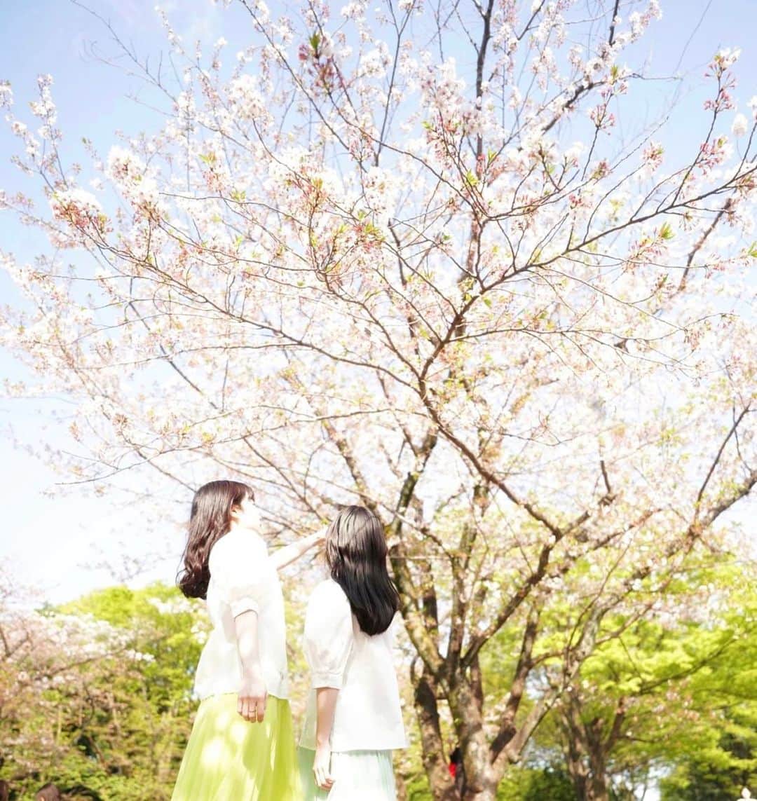 のインスタグラム：「. 桜とMIOYAE🌸 . . #ポートレート#春ポートレート#桜ポートレート#ポートレート撮影#被写体#双子#双子モデル#portrait#photography#photographer#makeup#twins」