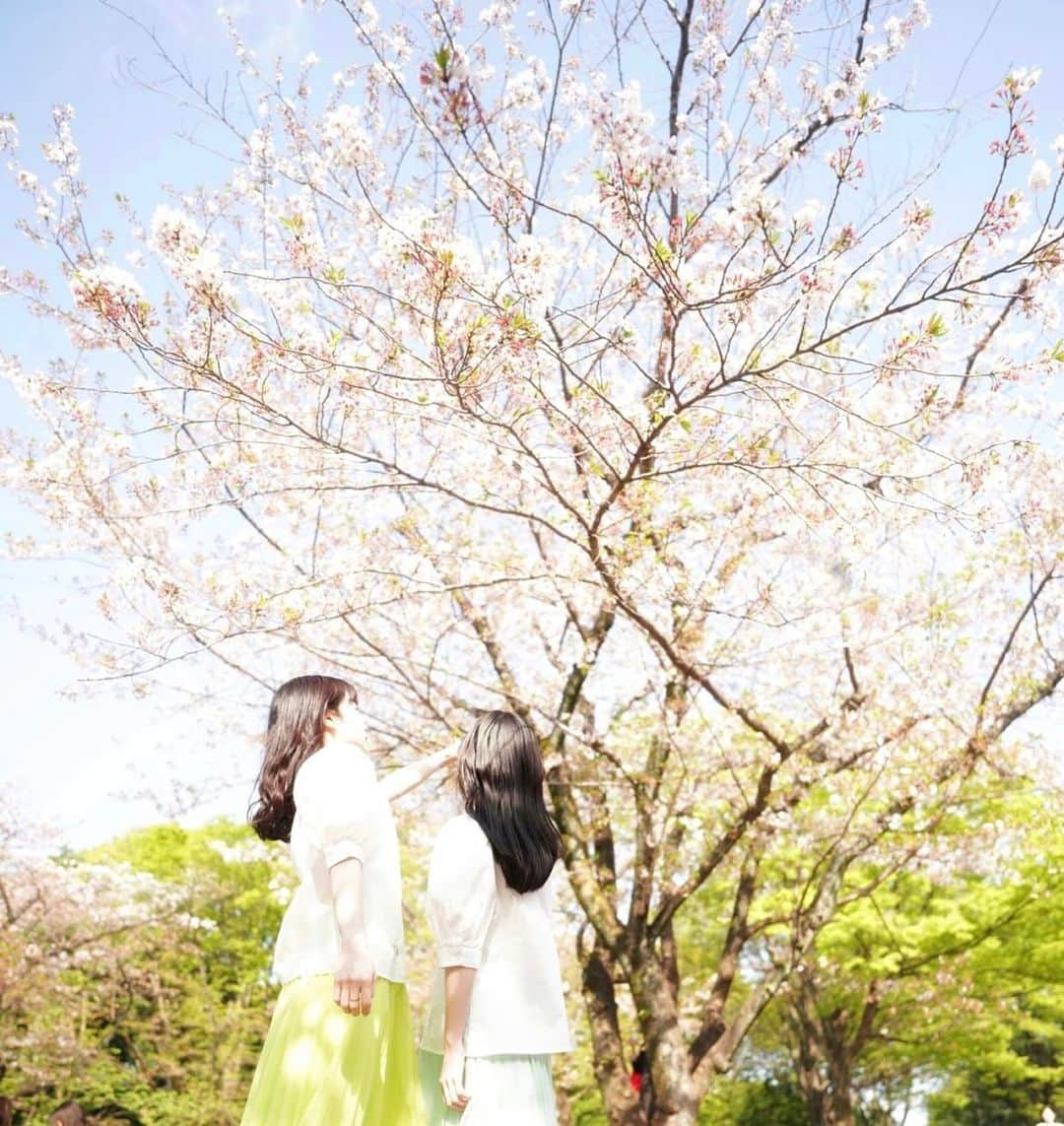 MIOのインスタグラム：「. 桜とMIOYAE🌸 . . #ポートレート#春ポートレート#桜ポートレート#ポートレート撮影#被写体#双子#双子モデル#portrait#photography#photographer#makeup#twins」