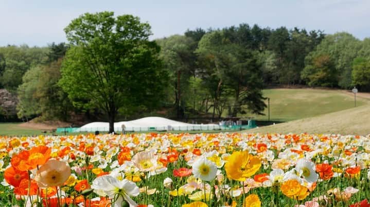 レッツエンジョイ東京さんのインスタグラム写真 - (レッツエンジョイ東京Instagram)「約70万本のアイスランドポピーが絶景👀✨  埼玉県にある「国営武蔵丘陵森林公園」では、ポピー畑が最盛期。運動広場花畑に植えられた、黄色・オレンジ・白の「アイスランドポピー」約70万本が春風に揺れる様子を楽しめます。  西口ひろば花畑では「ネモフィラ」が爽やかな青色の絨毯を広げており、こもれび花畑では豪華な花姿が美しい「ルピナス」がまもなく見頃を迎えます。  春らんまんな園内で、たくさんの花々に癒されてみてはいかが？  🌼見頃予想🌼 「アイスランドポピー」4月上旬～下旬まで 「ネモフィラ」4月上旬～ 「ルピナス」4月中旬～  🔸国営武蔵丘陵森林公園（@shinrinkoen） 📍埼玉県比企郡滑川町山田1920 🚉森林公園  #レッツエンジョイ東京 #おでかけ #おでかけスポット #花 #花の写真 #花スタグラム #花のある風景 #自然 #風景 #名所 #日本の風景　 #休日の過ごし方 #イベント #埼玉イベント #埼玉 #春 #ポピー #アイスランドポピー #ポピー畑 #ネモフィラ #ネモフィラブルー #ネモフィラ畑 #ネモフィラの丘 #ルピナス #ルピナス畑 #花畑 #はなまっぷ #森林公園 #武蔵丘陵森林公園 #国営武蔵丘陵森林公園」4月15日 19時01分 - lets_enjoytokyo