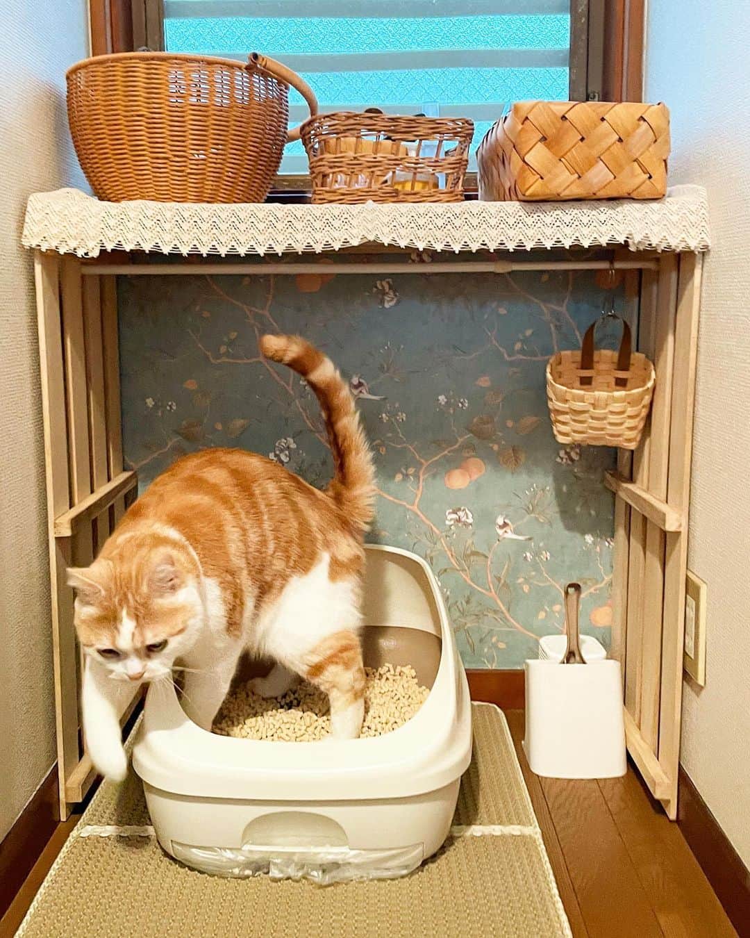 にゃんすくんのインスタグラム：「手狭だったトイレを広くしました🚽 これでにゃんすものびのび踏ん張れるし、私は真正面からウン顔みれる☺️ win winだね✌️✌️  #DIY #猫トイレ #デオトイレ  #cat #猫 #動物 #happy #funny #american #アメショ #ピクネコ #ペコねこ部 #catlover #instacat #ニャンスタ #にゃんすたぐらむ #pet #animal #面白い #癒し #猫部」
