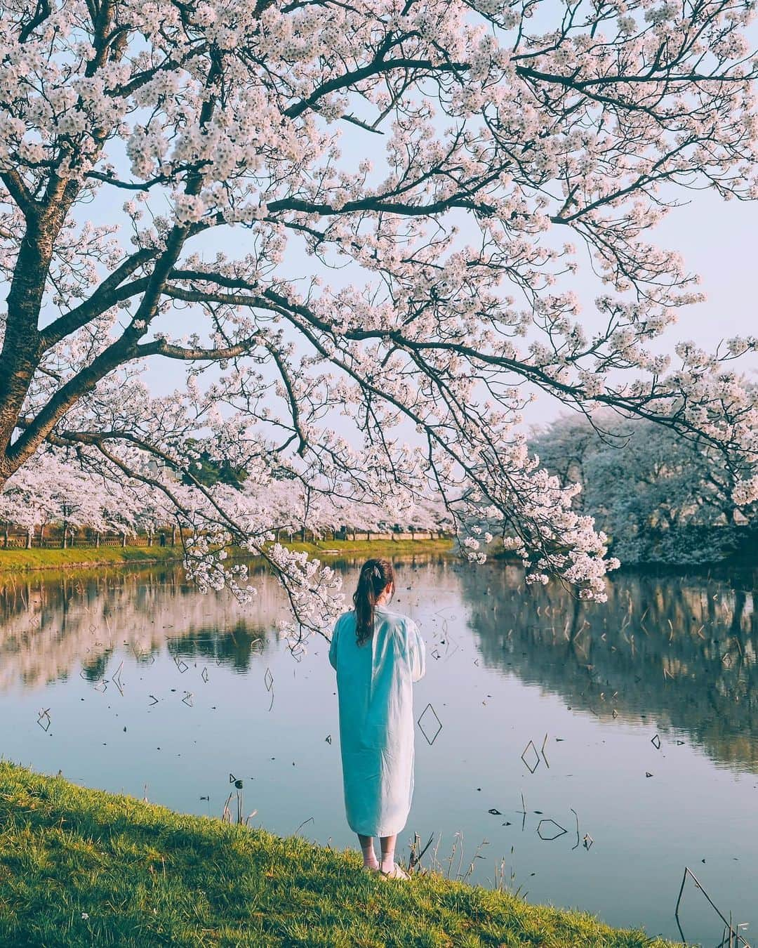 yukiのインスタグラム：「#高田城址公園 #高田城址公園観桜会 #新潟観光 #新潟桜スポット  ・ ・ __________________________ 日々の撮影記事やコラム更新中！ ・・・・・・・・・・・・・・・ ◉FAN限定サイト◉ https://www.fansnet.jp/sty830 __________________________  #instagram #instagramjapan #bestjapanpics #wonderful_places #hello_worldpics #earthfocus #earthofficial #beautifuldestinations #fantastic_earth #travelanddestinations  #awesomepix #visualambassadors #earthpix #visitjapanjp #travelingthroughtheworld #artofvisuals #bestplacestogo #discoverer #welivetoexplore #tokyocameraclub」