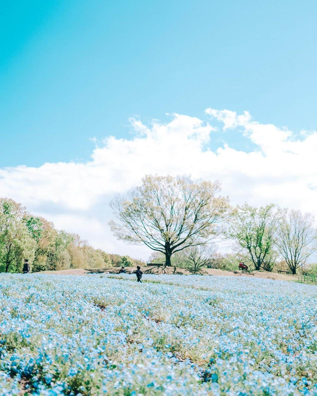 sorayuchiのインスタグラム：「・ もうすぐ私より走るの早くなりそう。  やっぱり写真撮るの楽しいなぁ。 どこか行きたい🚗  #igersjp #igersoftheday #huntgramjapan #tokyocameraclub #東京カメラ部　#japan #日本　#関西　#兵庫　#hyogo #神戸　#写真好きな人と繋がりたい　#カメラ好きな人と繋がりたい　#写真撮ってる人と繋がりたい　#instagram #instagramjapan #fujifilm #gfx50r  #富士フィルム　 #フジフィルム #ママカメラ」