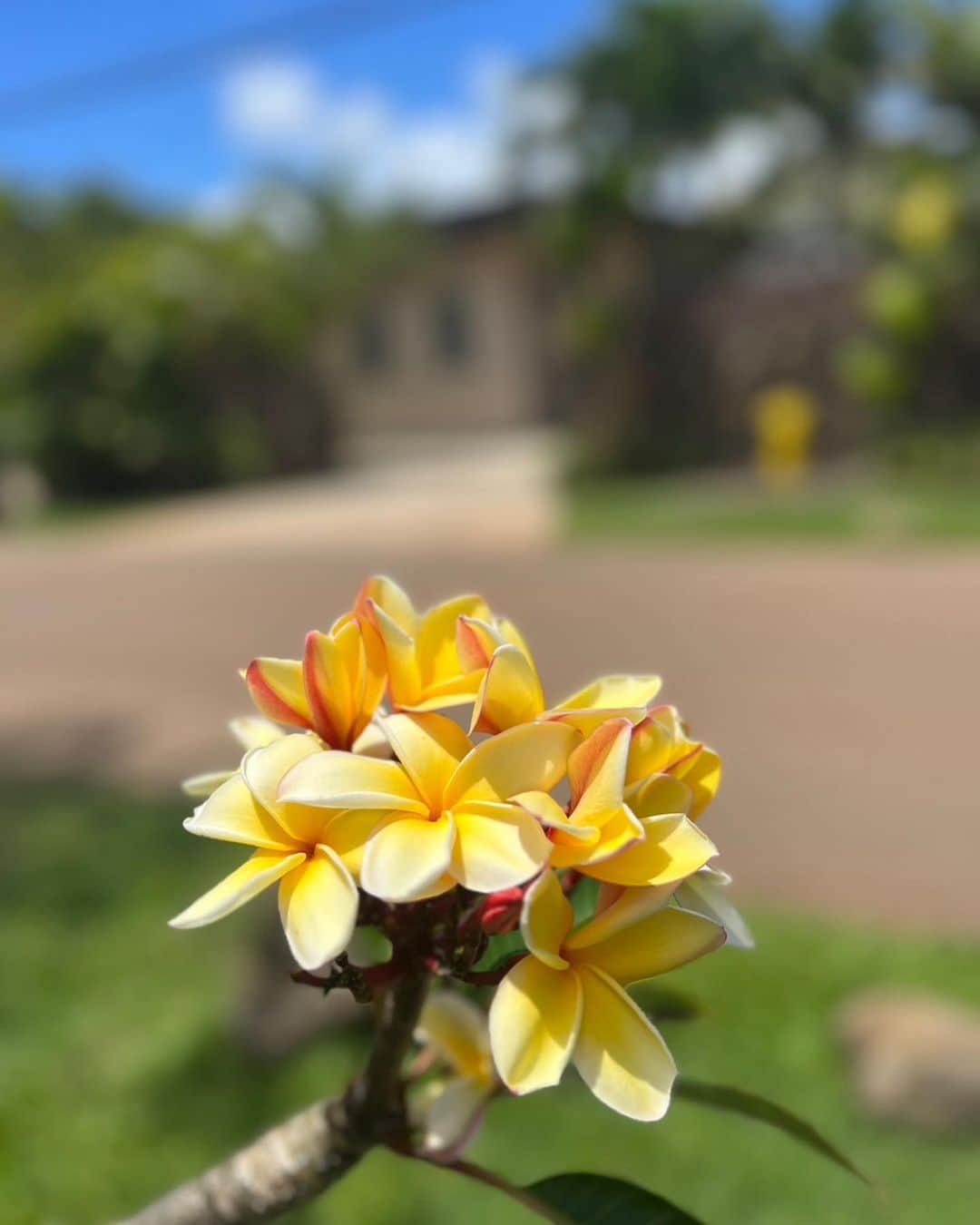 キャシー中島さんのインスタグラム写真 - (キャシー中島Instagram)「*  今日もハワイはいいお天気です❤️ 午前中はカイルアにあるラニカイビーチで過ごします。 ビーチに行くには素敵なお家ばかりの住宅街を通って、細い道を抜けて行きます。 ポストボックスが可愛い😍😍😍 黄色いハイビスカス🌺ハワイ州の花です❤️ プルメリが咲いているのすぐにわかります、だって周りがとってもいい匂いなのよ❤️ 白い小さな花はククイの花です❤️ 実のレイはみなさん知ってますよね。 あの実はこの花からできるのです♪」4月15日 19時20分 - official_kathynakajima