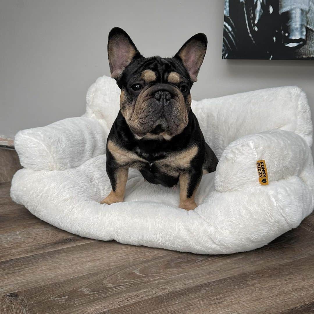 ダニエル・オハラのインスタグラム：「Fendi loving her little teddy sofa from @funnyfuzzyuk after a long walk she is now chilled 🐶🐾 it’s so soft and comfortable I can’t get her off it!! 🐾🥰  #funnyfuzzyuk #funnyfuzzypet #funnyfuzzydog」
