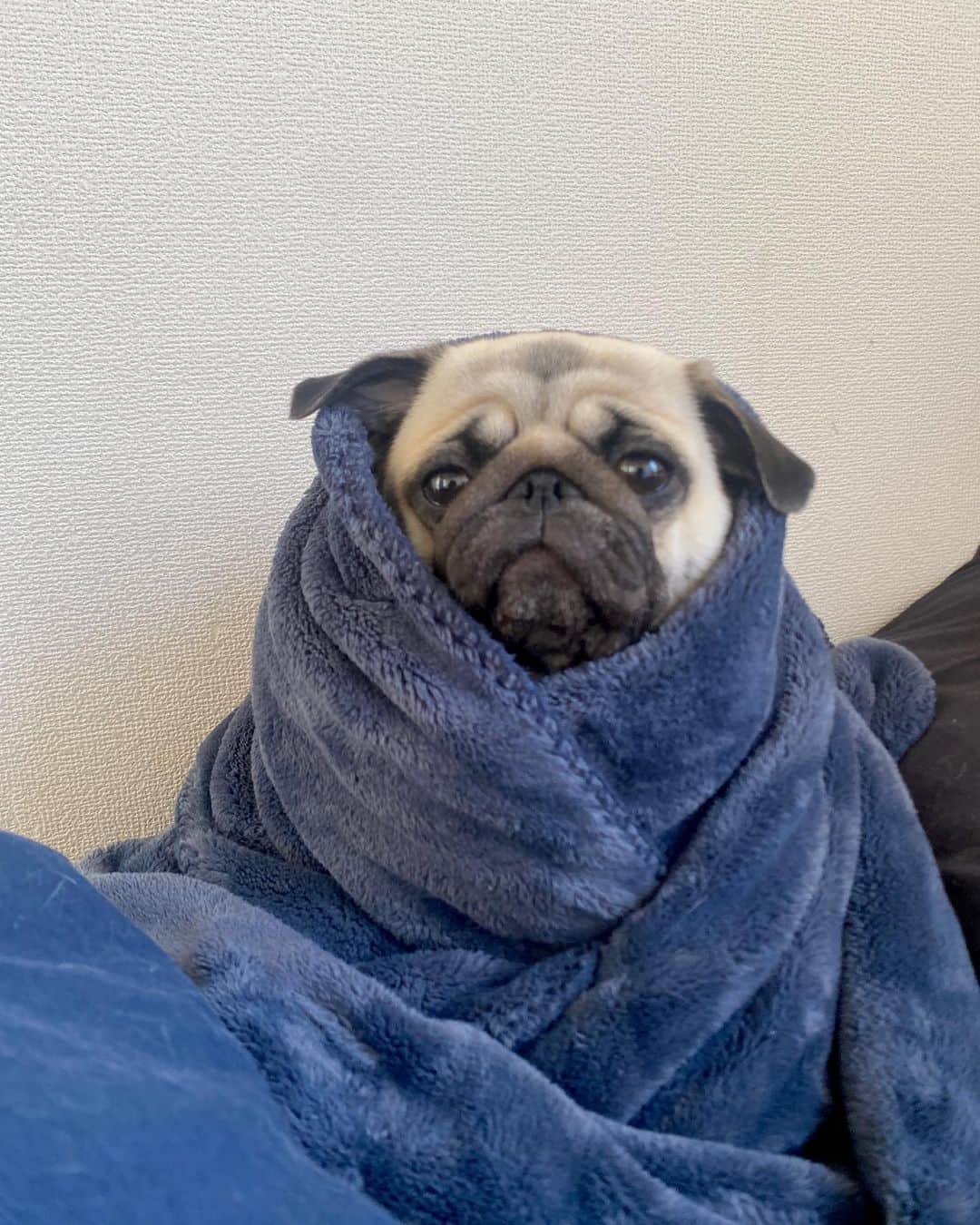 安部ニコルのインスタグラム：「my baby Yoda 💚🛸  #パグのいる生活 #パグのいる暮らし #パグスタグラム #パグ #pug #puglove #puglovers #pugclub  #2歳半  #サンちゃん  #お利口さん  #ヨーダ  #yoda  #babyyoda」