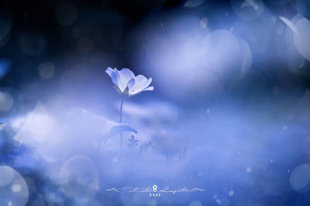 花の写真館のインスタグラム：「Photo by Takashi Suzuki. . Original Post[投稿いただいたURL] https://www.facebook.com/photo.php?fbid=2465260270307153 . 本アカウントは、 #私の花の写真 をつけてInstagramに投稿された皆さまの花の写真や、「花の写真館」Facebookページで投稿された花の写真を紹介します。 「花の写真館」Facebookページは、「 @floral.photograph 」のプロフィールにあるURLからご覧ください。 . ※各自、政府、自治体など公的機関の指示に従った行動をお願いします。⠀ 東京カメラ部および分室では、写真を「見る楽しみ」を提供することを通して、微力ながら皆様にわずかな時間でも癒しをお届けしたいと思っております。 ※本アカウントは東京カメラ部がFacebook、Instagramのサービスを利用して運営しているもので、Meta社・Instagramとは一切関係ありません。 . #花の写真館 #floralphotograph #floralphoto #flower #flowers Follow: @floral.photograph」