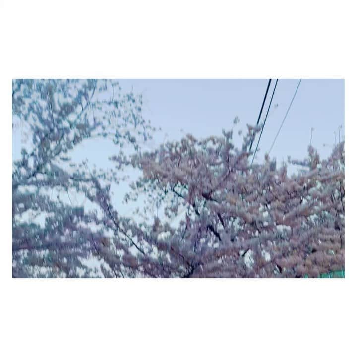 megumi matsuoのインスタグラム：「… 3月31日 3日目夕方 漢江ハンガン　汝矣島ヨイド　  ホテルですこし休んだあと 麻浦大橋をわたって 汝矣島にある漢江公園で散歩  ピクニックしてる人 自転車かりてサイクリングしてる人 漢江を眺めてる人 そんな人たちも見ながら 桜を満喫してきました  夕方に行ったから あっという間に暗くなって 帰るころには夜桜に  カイくんがいたら 自転車乗りたかったんだけど 暗くなっちゃったし サラミラと3人でいったから 別日に来れたらまた来ようってなったw   遠くでソウルタワーが見えてたけど 黄砂の影響で少し黄みがかって見えてたよ  お腹が空いたから ザ現代ソウルへ行ってみたよ 地下にフードコートがあって そこでご飯  チヂミが薄いラップ状に焼かれてて 中にサムギョプサルとか巻かれてあるの コレめっっっちゃ美味しかった♡  #春休み#家族旅行#韓国旅行#韓国#seoul#ハンガン#漢江#漢江公園#ヨイド#汝矣島#汝矣島漢江公園#ソウルで花見#花見#桜#」