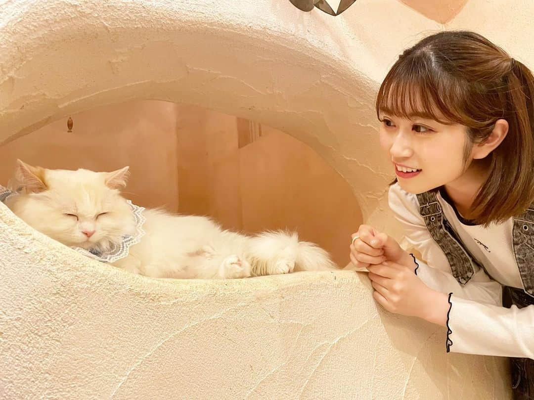 有川結女のインスタグラム：「久しぶりに時間ができたので #猫カフェ　に行っていました🐱 いつもは犬派だけどやっぱり猫も可愛すぎる🥹動物って可愛いなあ癒しだなあ〜(^ ^)❤️  よし、パワーもらったから 舞台でもみんなに元気を楽しい時間を届けられるように頑張ります🫶🫶  #猫 #猫カフェ #猫写真 #猫のいる暮らし #猫部 #てまりのおうち #吉祥寺 #吉祥寺プティット村 #おすすめスポット #cafe #cute」