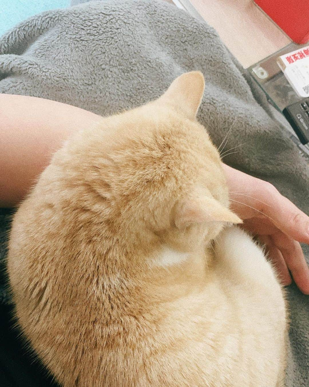 前野悠介さんのインスタグラム写真 - (前野悠介Instagram)「久々に帰ったら猫が新婚くらいひっついて来てトイレすら行かれへん（畠山に面倒見てもらってた） なので、猫に引っ付かれながら大阪で食べたラーメンの写真でもあげます。 ちなみに、三泊です。」4月15日 20時11分 - maenoyuusuke