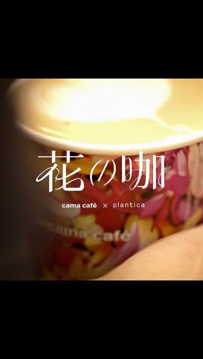 planticaのインスタグラム