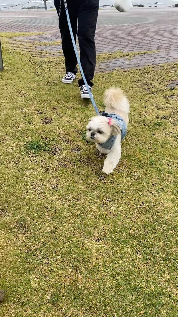 ?????HANA?????のインスタグラム：「🐶🐶🐶 めっちゃ久しぶりに家族だけで旅行に来てみたザマス〜🐶 とりあえずリードを1つしか持ってこなくて😑 1人づつお散歩ザマス〜🏃‍♀️うおー パパさんは土砂降りでも傘は使わないタイプザマス〜🤣 #館山近辺」