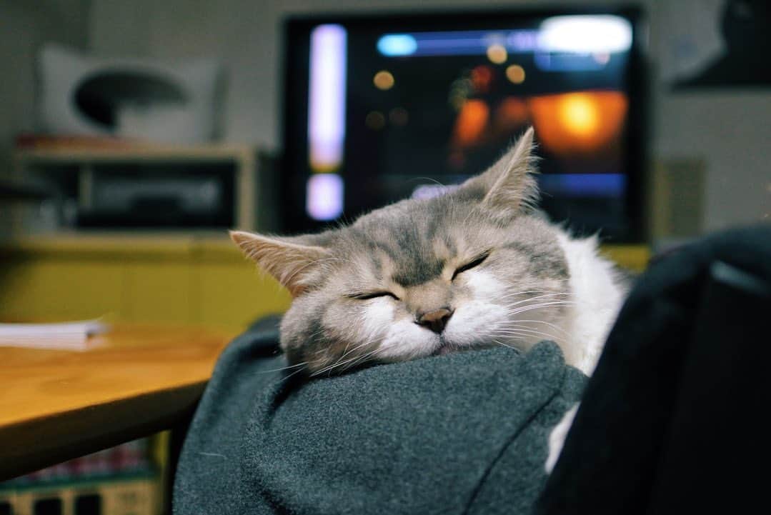 sancheloveさんのインスタグラム写真 - (sancheloveInstagram)「甘えて眠るタバ様。 お気に入りのベッドは腕の中  #kitty#catstagram#catstagram_japan#petstagram#picneko#instacat#meow#catoftheday#catofworld#ilovemycat#funnycat#猫#ねこ#にゃんこ#みんねこ#にゃんだふるらいふ#ふわもこ部#ねこまみれ#ねこ休み展#britishshorthair#scottishfold#ブリティシュショートヘア#ねこのいる暮らし Tabatha」4月15日 20時34分 - sanchelove