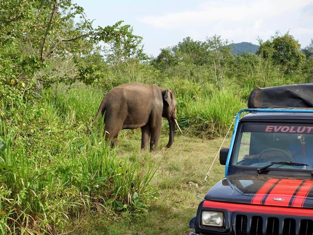 浦野一美さんのインスタグラム写真 - (浦野一美Instagram)「#SriLanka  2日目 スリランカのミンネリア国立公園にて 野生のゾウに出会えるジープサファリ体験𓂃𓃰  サファリ用のオープンルーフになっているJeepに乗り込んで広大な公園内を周ります。  ガイドさんは体調が不安定な私を気遣って このエリアで1台しかない揺れが軽減されるタイプの車両を予約してくださいました✨  牙のある象に出逢えたらラッキーという事で、 1時間程探しましたが…なかなか出逢えず߹~߹  途中、車を降りられるスポットでは 水分補給の為にドライバーさんがスイカを用意して下さったり🍉✨  帰りルートになり、 もう難しいかな？と思った瞬間！ 大きな牙を持った象に遭遇!! ガイドさんも久々に見ることが出来た❗️と 一同大興奮👀✨  ただ、象を驚かさないように できるだけ静かに喜びました✨️  このJeepサファリのツアーは、 旅行出発のギリギリになって 私がティースタイルさんへ無理にお願いして なんとか組み込んでもらいました🙇🏻‍♀️大感謝‼️ マイラブさんはこのツアーがとても楽しかったと喜んでいたので 本当に行けてよかったです🛻🐘‪💨  #ハネムーン #ハネムーンレポ #ハネムーンスリランカ #honeymoon #srilanka #srilankatravel #srilanka🇱🇰 #srilankatrip #新婚旅行 #travel #海外旅行 #夫婦 #夫婦旅行 #hotel #resort #象 #サファリ #ミンネリア国立公園 #jeepsafari」4月15日 20時44分 - cindy.cinderella