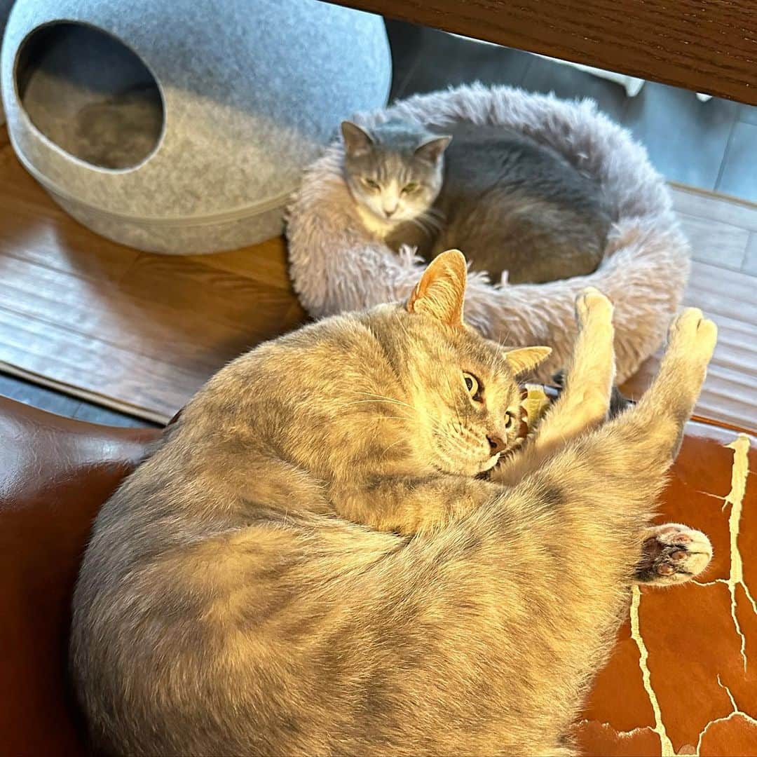モアレ & クリエさんのインスタグラム写真 - (モアレ & クリエInstagram)「それぞれイイ感じの場所でまったり中のモアクリ  #モアクリ #moacrie #ねこ #猫 #cat #catsagram #ねこすたぐらむ #にゃんすたぐらむ #猫のいる暮らし #ねこのいる生活」4月15日 20時44分 - moacrie