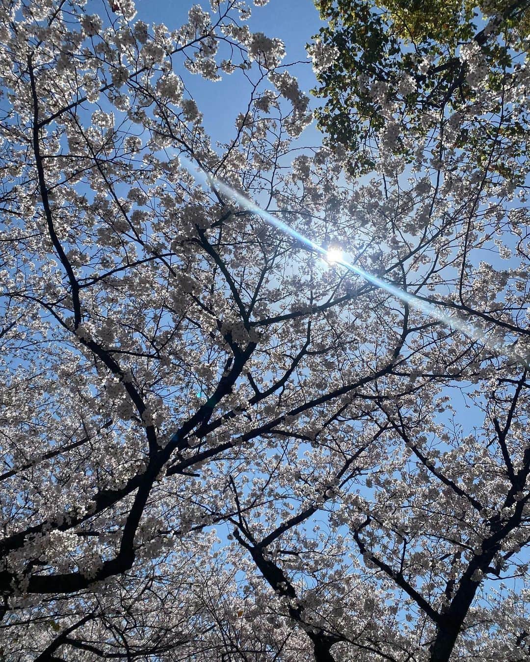 小林茉里奈さんのインスタグラム写真 - (小林茉里奈Instagram)「🌸 みなるんさんと舞鶴公園でお花見したときの…☺️💓 天気がとってもいい日で、快晴の青空 と桜のコントラストが綺麗でした🤍  最近みなるんさんと定期的に会えて福岡ライフが充実しています…♡笑  #お花見 #桜 #福岡 #舞鶴公園」4月15日 20時48分 - marina_k224