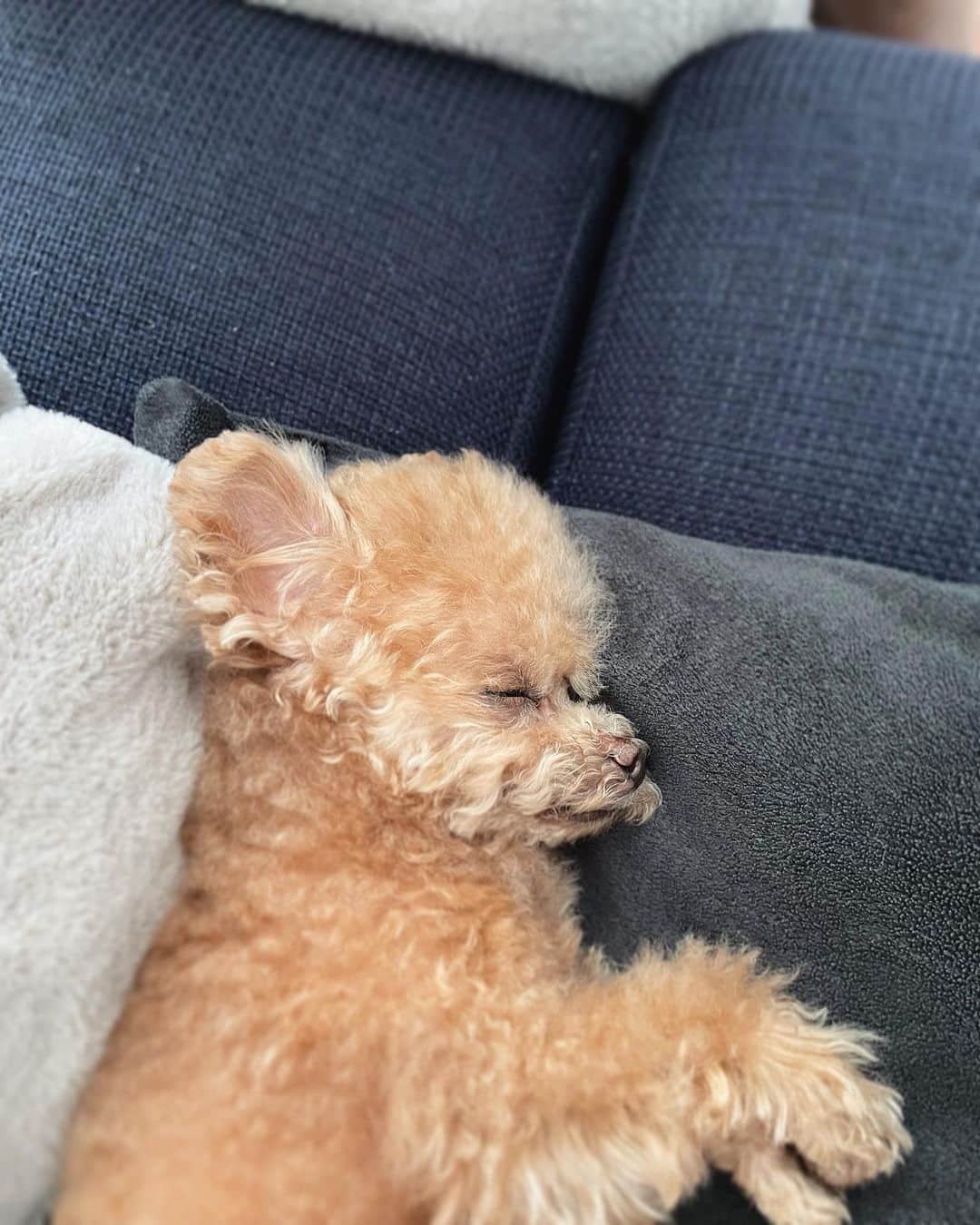 ふわのインスタグラム：「最強寝顔。 おじいちゃんみたいね。  #toypoodle#toypoodlegram#dogsofinstagram#instadog#doglover#doglife#cutedog#dog#fuwamama#ふわ#トイプードル#ふわもこ部#犬バカ部#親バカ部#犬のいる暮らし#いぬすたぐらむ#最強寝顔」