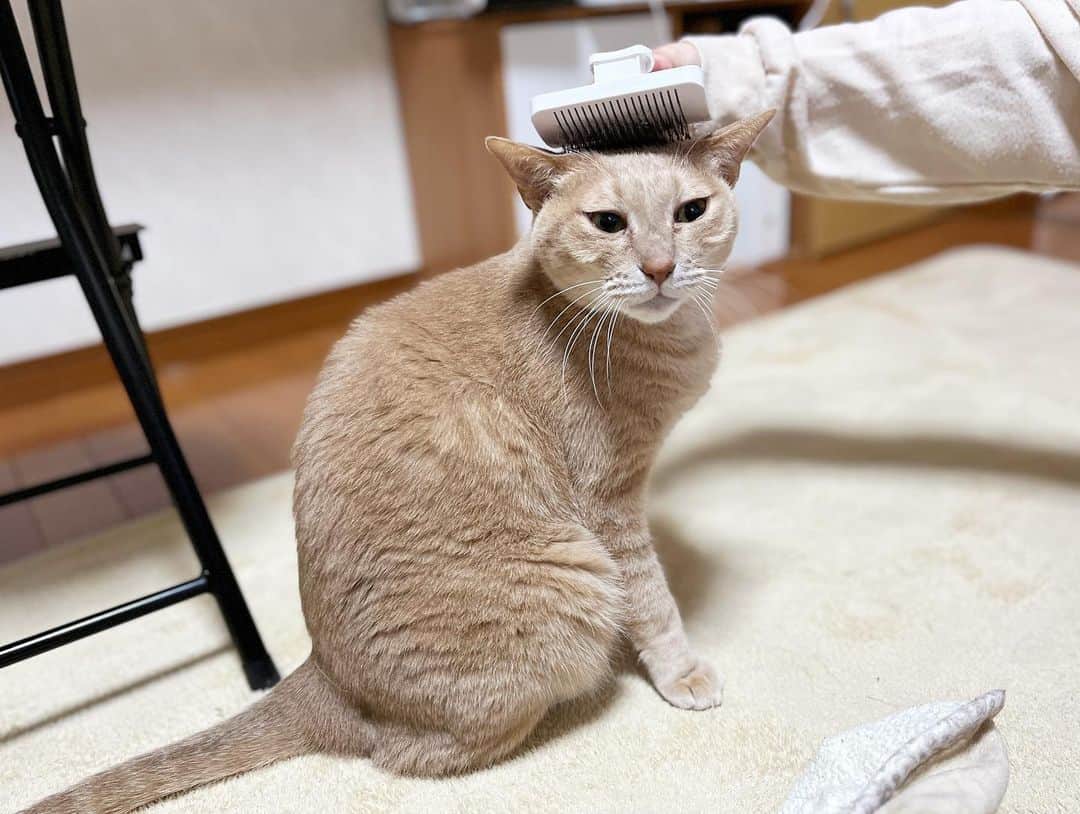 ひのき猫さんのインスタグラム写真 - (ひのき猫Instagram)「ひのきのブラッシングタイム✨(*´艸`)」4月15日 20時54分 - hinoki.cute.kitten