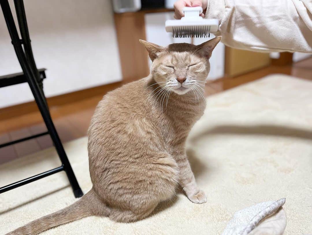 ひのき猫さんのインスタグラム写真 - (ひのき猫Instagram)「ひのきのブラッシングタイム✨(*´艸`)」4月15日 20時54分 - hinoki.cute.kitten
