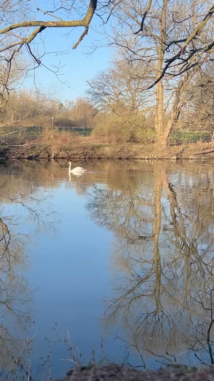 ローラ・ヴァンダーヴォートのインスタグラム：「On this chaotic weekend of delayed flights and travel, I’m throwing it back to the calm that was yesterday morning. 🦢   Slow. Calm.」