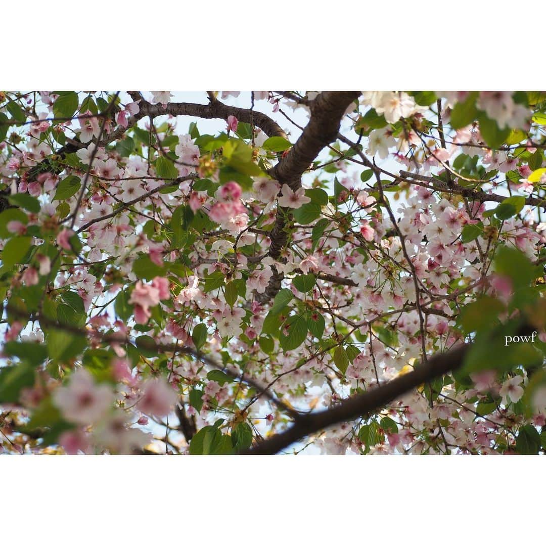 anemone_69のインスタグラム：「. . 緑色から赤に変化してた。カワイイ❤︎ (もう２週間くらい前の写真) . . #オオシマザクラ #大島桜 #sakura #サクラ #桜 #cherryblossom . . .」