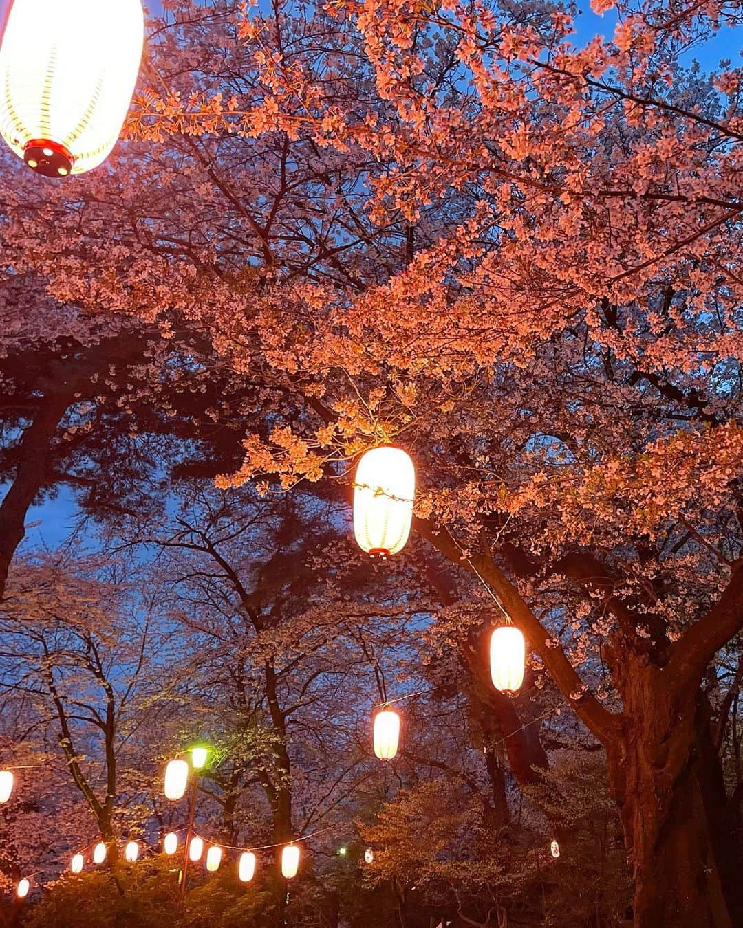 中村明花さんのインスタグラム写真 - (中村明花Instagram)「. 伊勢崎市にある #華蔵寺遊園地 は桜の時期は「夜桜みナイト」期間で夜間営業しているとママ友に教えてもらったので、 ライトアップされた夜桜と遊園地を楽しみに行ってきました🌸 . 夕方行ったらまだ明るかったので、お隣にある #華蔵寺公園 と遊園地を行き来しながら日が落ちるのを待つことに😊 . 遊園地は入園無料。乗り物も70円から。 #るなぱあく をはじめ群馬の遊園地って何でこんなに子供にも大人にも優しいのヽ(；▽；) . 公園にはギョッとするくらい大きなクワガタが浮いていたり、写真撮り忘れたけど大きなカブトムシがいたり、遊具以外も楽しめました😂 . お昼は #赤城南面千本桜 を見て、 夜は華蔵寺公園と遊園地の夜桜を見て、 桜三昧で贅沢な一日になりました🌸 . . #ライトアップされた桜も好き #お昼見る桜とはまた違う魅力があるよね #群馬生活 #群馬観光  #群馬遊び」4月15日 21時13分 - sayaka_nakamura3