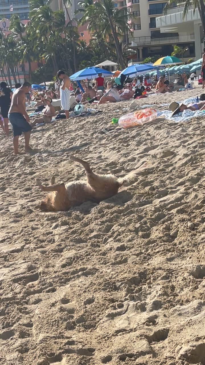 ジェフリー・ロスのインスタグラム：「Happy Saturday from Honolulu @bluenotehawaii」