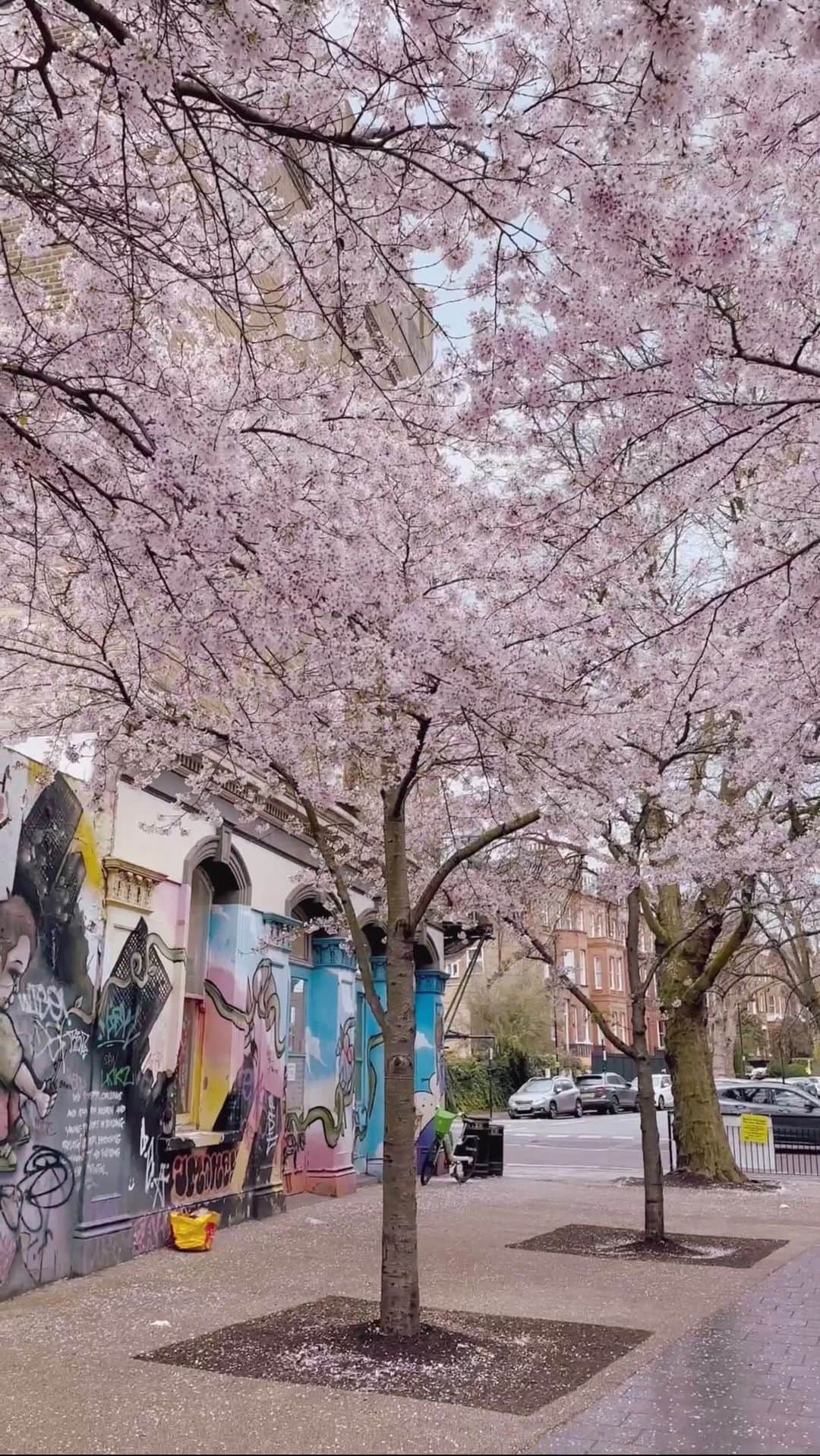 下仮屋カナエのインスタグラム：「ロンドンの桜も綺麗でした🌸 #2023  Beautiful cherry blossoms in London🇬🇧 . . #cherryblossomlondon  #beautifulseason  #springlondon  #ロンドンの春 #そめいよしの」