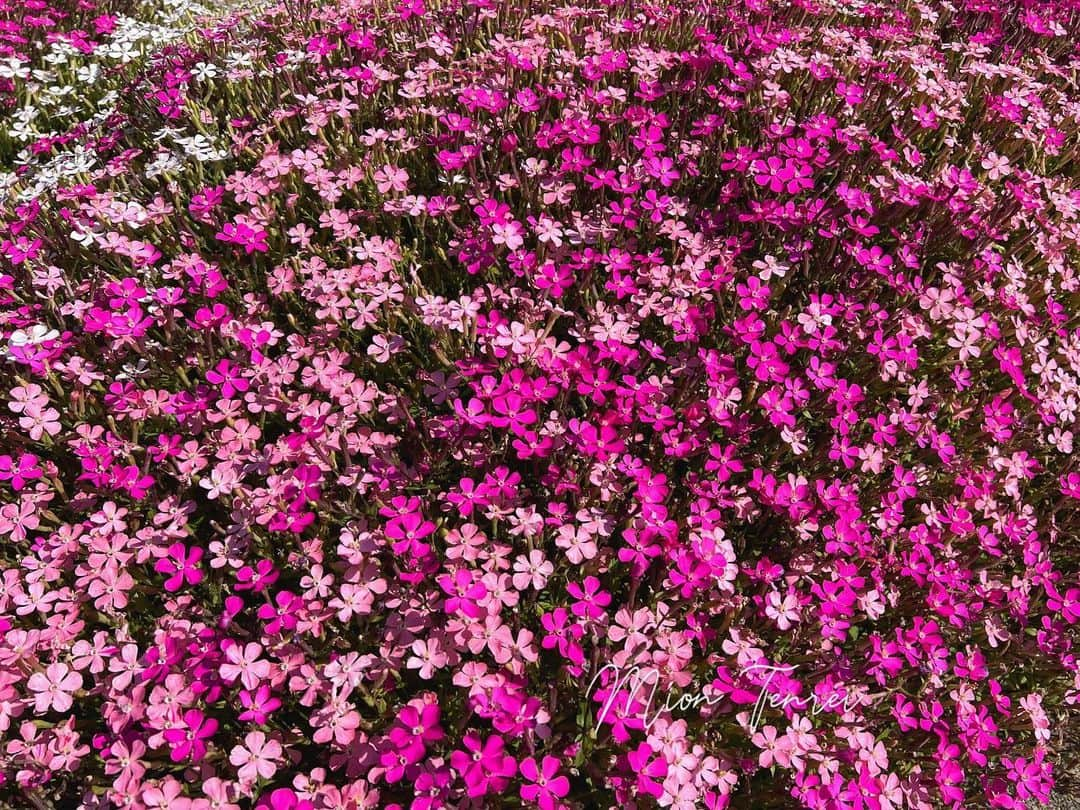 天玲美音さんのインスタグラム写真 - (天玲美音Instagram)「春らしいお花 雨の日こそ、こういうお写真で彩りを！ By MION TENREI♡  #美音の撮る花 #花好きな人と繋がりたい #花が好きな人と繋がりたい #はなすきな人と繋がりたい #美しい #flowerphotography #flowerstagram #japan #ガーベラ女神大使 #天玲美音 #あの日の花 #だれかにみせたいはな #ダレカニミセタイハナ #ダレカニミセタイフウケイ #ダレカニミセタイセカイ #花のある暮らし #花のある生活 #花 #お花 #お花の絨毯  毎週(火) 10:52〜　 #あのてん です！ ハイライト【Radio①】から✨🎧 ぜひ、お聴きいただけると、嬉しいです🫰」4月15日 21時36分 - miontenrei