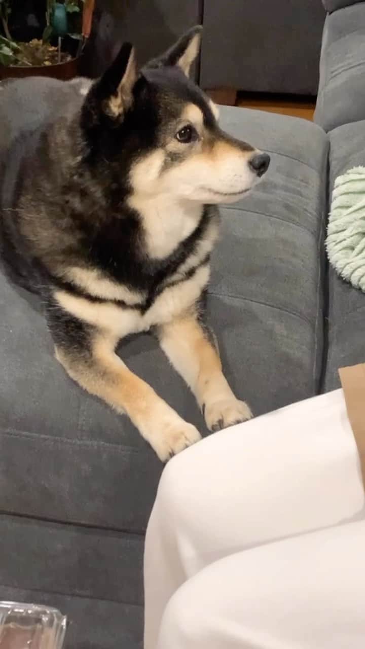 吾子のインスタグラム：「・ ・ ・ ・ ・ おだんご🍡食べたい🐶💕 ・ ちゃんと揃えてちょっとだけおかしゃんの足を触ってるよ🐶💕 ・ でもお団子はあげないよー🙅🏻‍♀️ ・ ・ ・ ・ ・ ・ ・ ・ ・ ・ ・ ・ ・ ・ ・ ・ ・ ・ ・ ・ ・ ・ ・ ・ ・ ・ #カリカリあげるね #🥹　この顔に弱い💦 #sapporo  ・ 北海道の柴犬 #柴北会 の皆ワン🐶お散歩ドロドロになるけどちゃんと足洗おうねー ・ #adorable #instadog#shibainu#dog#柴犬ライフ #instashiba#柴犬マニア #9gag #barked #kuroshiba#socute #cutedog#いぬのきもち #黒柴 #dogstagram_japan」