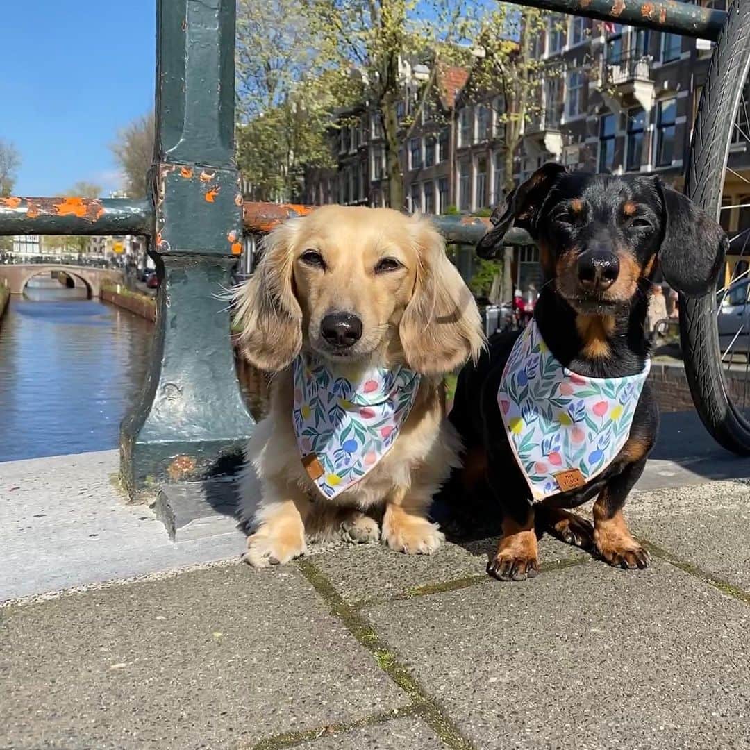 Crusoe the Celebrity Dachshundさんのインスタグラム写真 - (Crusoe the Celebrity DachshundInstagram)「“Hello Amsterdam!! We’ll be exploring the Netherlands for the next couple weeks!” 🇳🇱😋 ~ Crusoe  #dachshunds #dogtravel #visitnetherlands #amsterdam #dogsofholland」4月15日 21時54分 - crusoe_dachshund