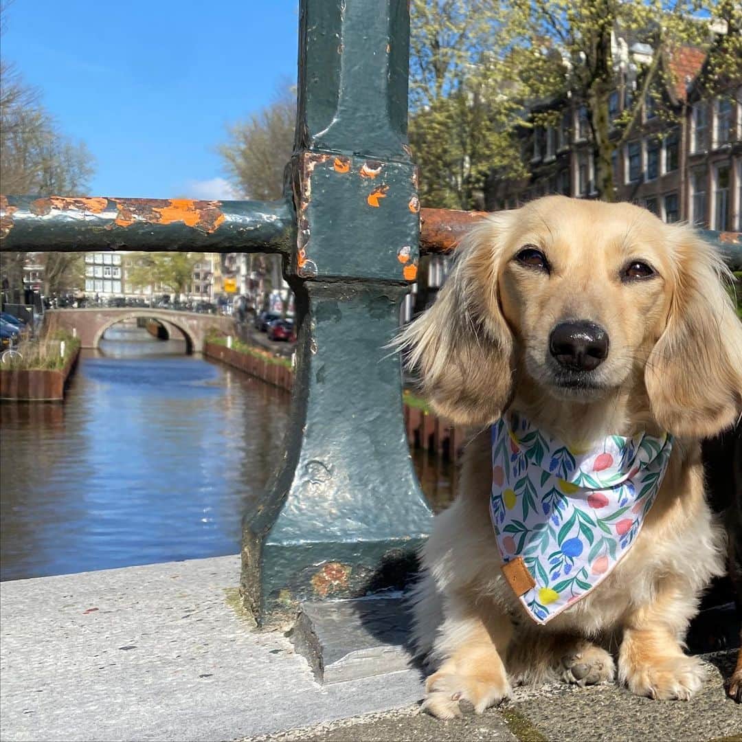 Crusoe the Celebrity Dachshundさんのインスタグラム写真 - (Crusoe the Celebrity DachshundInstagram)「“Hello Amsterdam!! We’ll be exploring the Netherlands for the next couple weeks!” 🇳🇱😋 ~ Crusoe  #dachshunds #dogtravel #visitnetherlands #amsterdam #dogsofholland」4月15日 21時54分 - crusoe_dachshund
