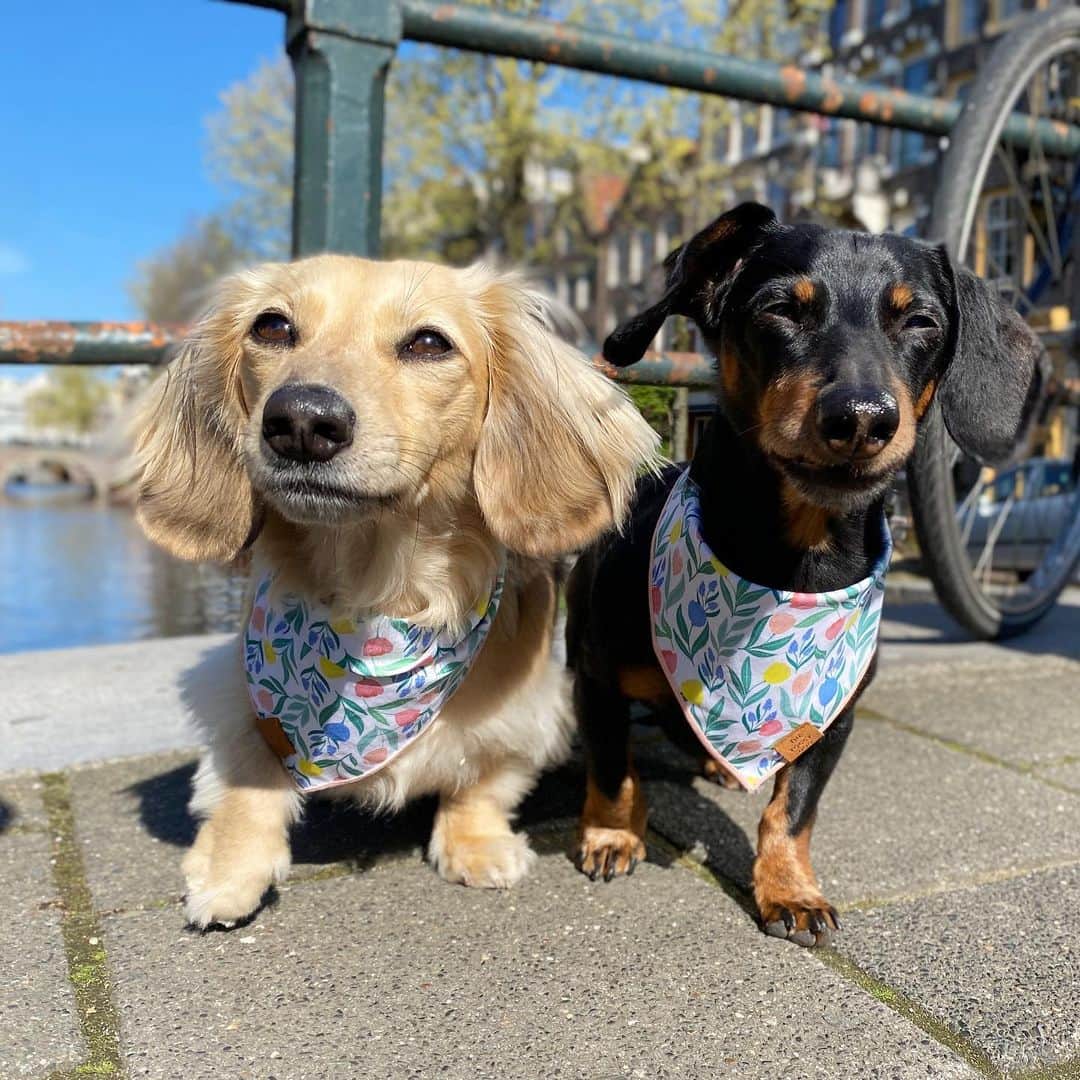 Crusoe the Celebrity Dachshundのインスタグラム：「“Hello Amsterdam!! We’ll be exploring the Netherlands for the next couple weeks!” 🇳🇱😋 ~ Crusoe  #dachshunds #dogtravel #visitnetherlands #amsterdam #dogsofholland」