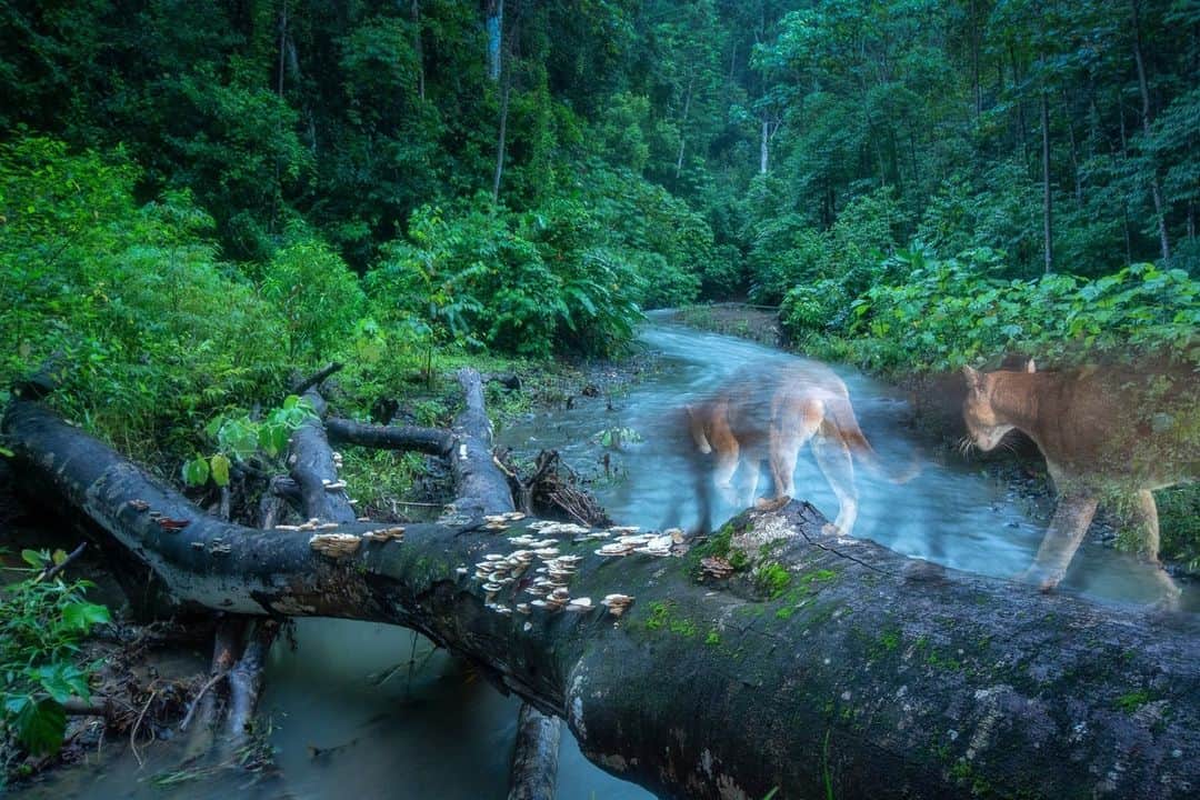 のインスタグラム：「Photos by Charlie Hamilton James @chamiltonjames | A fallen tree over a river in Costa Rica's Osa Peninsula makes the perfect bridge for those rainforest animals that prefer not to get their feet wet. I installed a camera trap on this log for two or three months and was amazed by the diversity of creatures that used it. In the first photo, two pumas cross the river at dawn, their images ghosted by strobes and a long exposure. For more on the Osa Peninsula, considered one of Earth’s most biodiverse regions, go to the link in bio.」