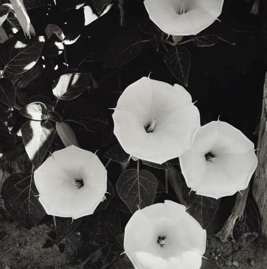 レベッカテイラーのインスタグラム：「Georgia O'Keeffe 'Jimsonweed (Datura stramonium)', July 1959. ⠀⠀⠀⠀⠀⠀⠀⠀⠀ #RebeccaMoodboard」