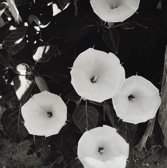 レベッカテイラーさんのインスタグラム写真 - (レベッカテイラーInstagram)「Georgia O'Keeffe 'Jimsonweed (Datura stramonium)', July 1959. ⠀⠀⠀⠀⠀⠀⠀⠀⠀ #RebeccaMoodboard」4月15日 22時26分 - rebeccataylornyc