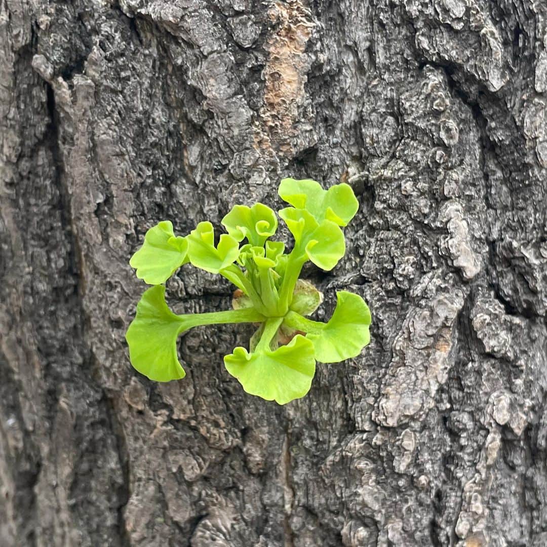 サラ・ラミレスのインスタグラム：「Logging off for a little bit.✌🏽 🎶Back to life,  back to reality….🎶 . . Close up of a new green sprout growing through the dark brown and grey bark of an NYC tree trunk. 🌿🌳🌿」