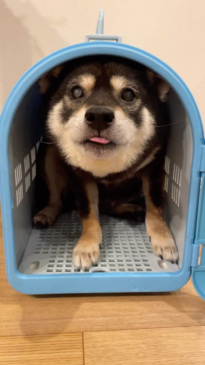 まめ丸のインスタグラム：「* * * 今日はちょっとさむいから べっそー🏠でねようかなー🐶💓  •••やっぱりもうちょっとあそんでからねるー🐶❣️ * My favorite place🐶💓 * #まめ丸の別荘  #ぼくがおうちに来たときのキャリー🐶  #もう小さいけどまだまだお気に入りだよ🐶💓  * #柴犬#豆柴##柴#黒柴#犬#しばいぬ#shiba#shibainu#shibalove#shibastagram#shibagram#instadog#dogstagram#dogsofinstagram#puppysofinstagram#dog」